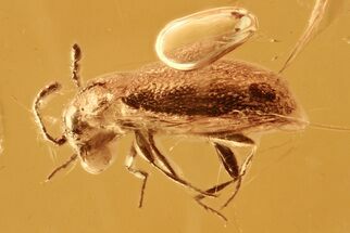 Fossil Fungus Beetle (Endomychidae) in Baltic Amber #284621