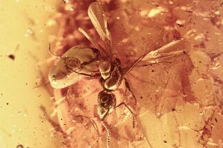 Detailed Fossil Winged Ant (Formicidae) In Baltic Amber #284629
