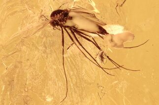 Fossil True Midge Laying Eggs and Two Mites in Baltic Amber #284633