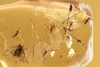 Fossil Dark-Winged Fungus Gnat Swarm (Sciaridae) In Baltic Amber #284649