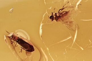 Detailed Fossil Dance Fly and Ant-Like Leaf Beetle In Baltic Amber #284665