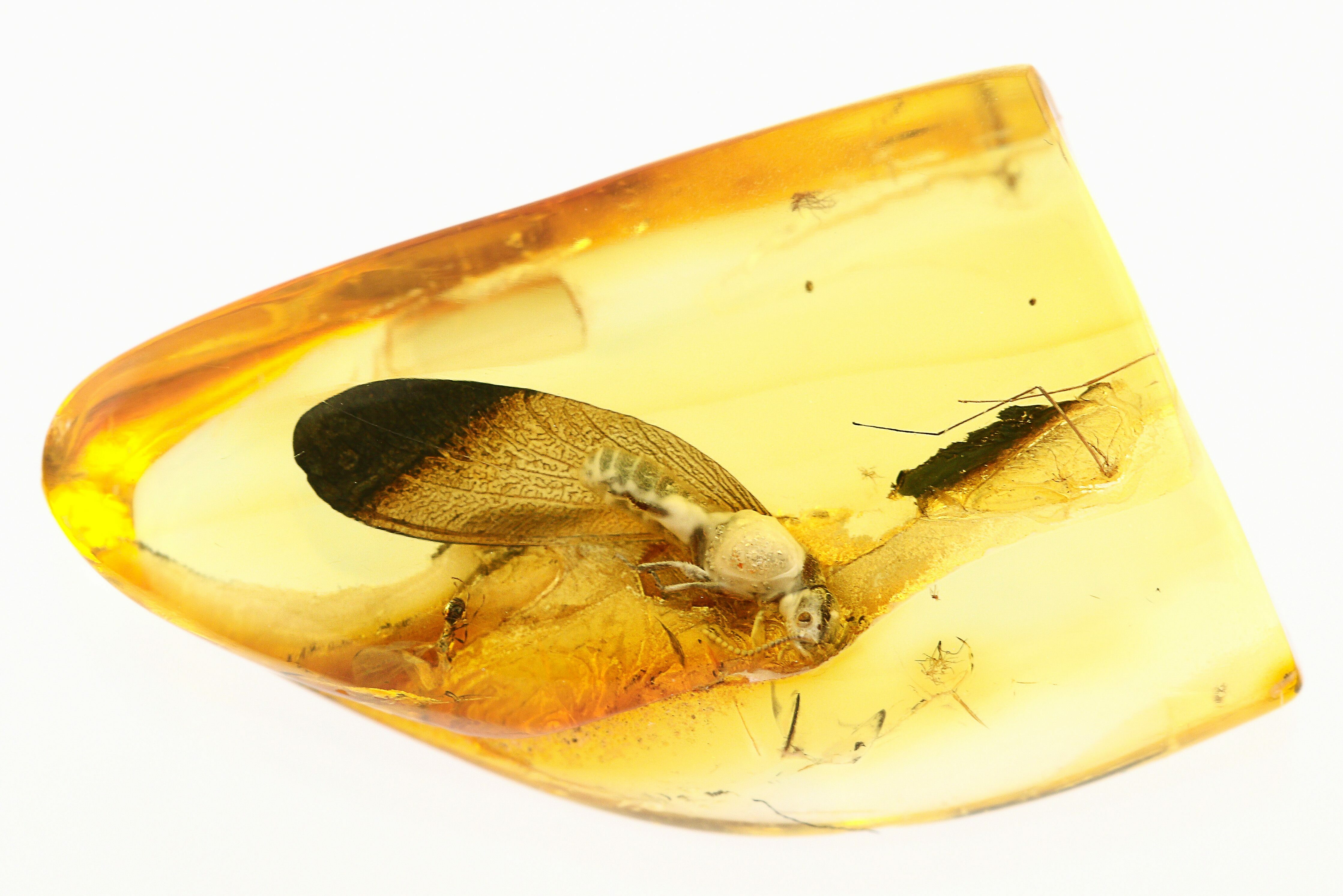 Detailed Fossil Winged Termite And Wasp In Baltic Amber For