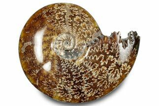 Polished Ammonite (Cleoniceras) Fossil - Madagascar #283272