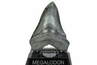 Serrated, Fossil Megalodon Tooth - South Carolina #285009