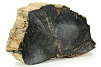 Petrified Wood (Sycamore?) Section - Sweethome, Oregon #284985