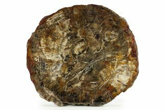 Triassic Petrified Wood (Araucaria) Round - Utah #284989