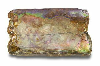 Iridescent Fossil Cephalopod (Baculites) Section - South Dakota #285092