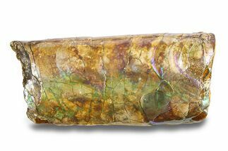 Iridescent Fossil Cephalopod (Baculites) Section - South Dakota #285098