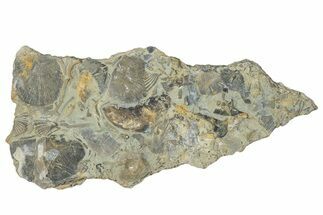 Fossil Brachiopod (Rafinesquina) and Bryozoan Plate - Indiana #285108
