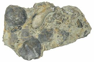 Fossil Brachiopod (Rafinesquina) and Bryozoan Plate - Indiana #285113