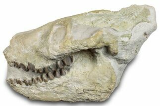 Fossil Oreodont (Merycoidodon) Skull - South Dakota #285132