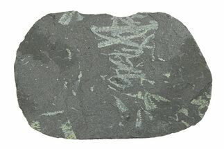 Fossil Graptolite (Didymograptus) Cluster - Wales #284937