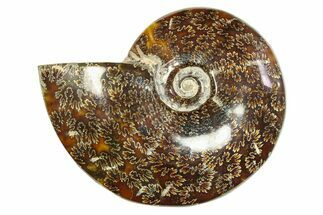 Polished Ammonite (Cleoniceras) Fossil - Madagascar #283421