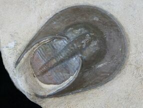 Rare Harpid Trilobite From Jorf #16057