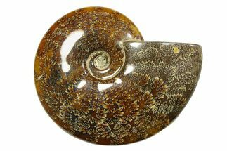 Polished Ammonite (Cleoniceras) Fossil - Madagascar #283427