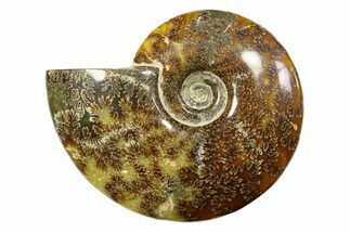 Polished Ammonite (Cleoniceras) Fossil - Madagascar #283429