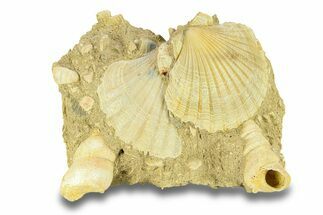 Fossil Pecten and Haustator Cluster - Gironde, France #284872