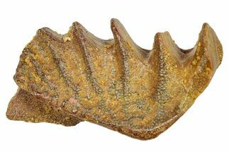 Cretaceous Lungfish (Ceratodus) Tooth Plate - Morocco #285248