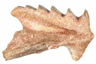 Cretaceous Lungfish (Ceratodus) Tooth Plate - Morocco #285281