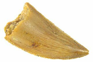 Serrated, Raptor Tooth - Real Dinosaur Tooth #285148