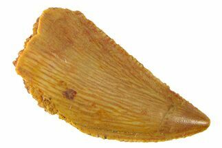Serrated, Raptor Tooth - Real Dinosaur Tooth #285154