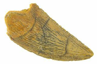 Serrated, Raptor Tooth - Real Dinosaur Tooth #285166