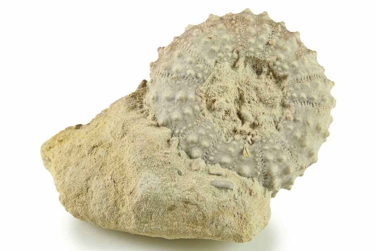 1 15 Cretaceous Echinoid Phymosoma Fossil Texas 285579 For Sale