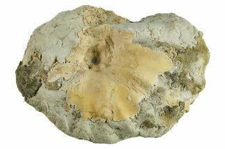 Cretaceous Fossil Ammonite (Metoicoceras) - Texas #285617