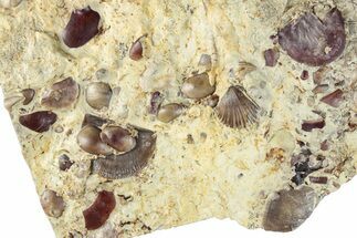 Seafloor with Trilobite, Brachiopod, Ostrocod & Coral Fossils #286270