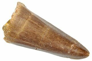 Fossil Mosasaur (Mosasaurus) Tooth - Morocco #286274