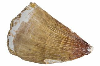 Large, Fossil Mosasaur (Prognathodon) Tooth - Morocco #286352