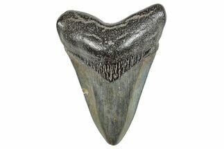 Juvenile Megalodon Tooth - South Carolina #286579