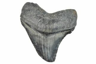 Serrated, Juvenile Megalodon Tooth - South Carolina #286580