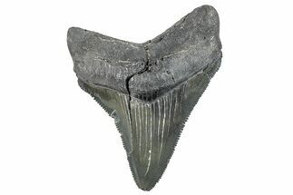 Serrated, Juvenile Megalodon Tooth - South Carolina #286583