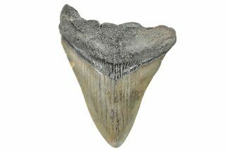 Fossil Megalodon Tooth - South Carolina #286594