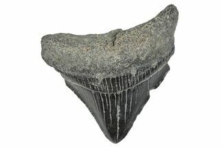 Juvenile Megalodon Tooth - South Carolina #286596