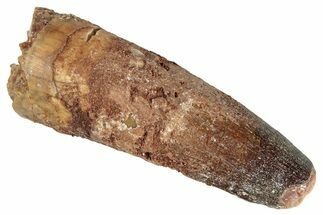 Fossil Spinosaurus Tooth - Real Dinosaur Tooth #286740