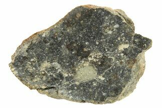 Polished Howardite Meteorite Section ( g) - Bechar #286920