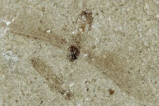 Fossil Fly (Diptera) - Green River Formation, Colorado #286399
