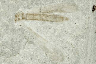 Fossil Cranefly (Tipulidae) - Green River Formation, Colorado #286421