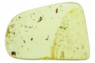 Polished Colombian Copal ( g) - Contains Beetles and Wasp! #286822