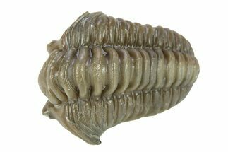 Curled Flexicalymene Trilobite - Indiana #287250