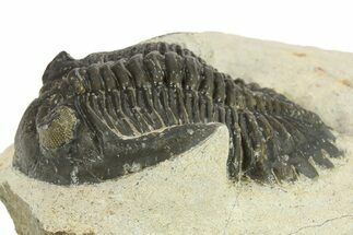 Bargain, Hollardops Trilobite Fossil - Ofaten, Morocco #287335