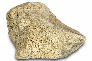 Hadrosaur Bone Section - Montana #287434