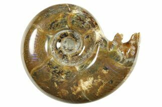 Polished, Sutured Ammonite (Argonauticeras) Fossil - Madagascar #287564