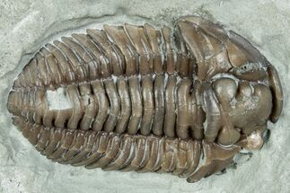 Prone Flexicalymene Trilobite Fossil - Indiana #287618