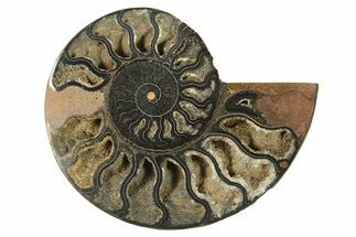 Cut & Polished Ammonite Fossil (Half) - Unusual Black Color #286668