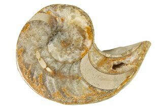 Cut & Polished Jurassic Nautilus Fossil (Half) - Madagascar #288004