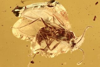 Detailed Fossil Winged Ant (Lasius) In Baltic Amber #288164