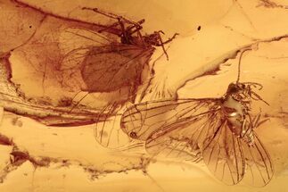 Two Detailed Fossil Dustywings (Coniopterygidae) In Baltic Amber #288174